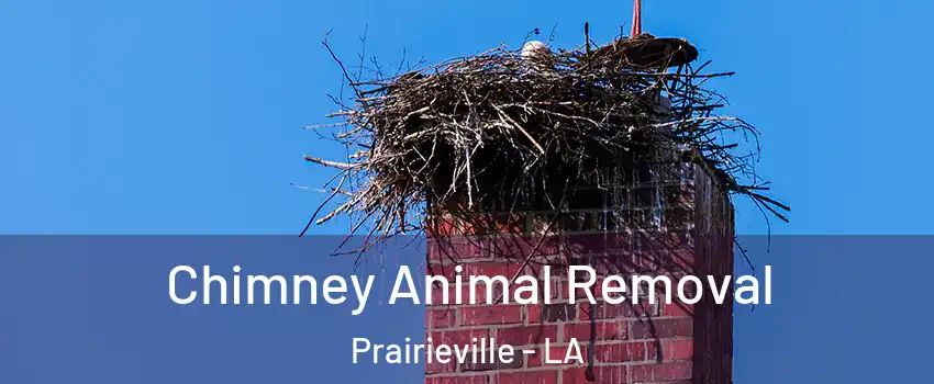 Chimney Animal Removal Prairieville - LA
