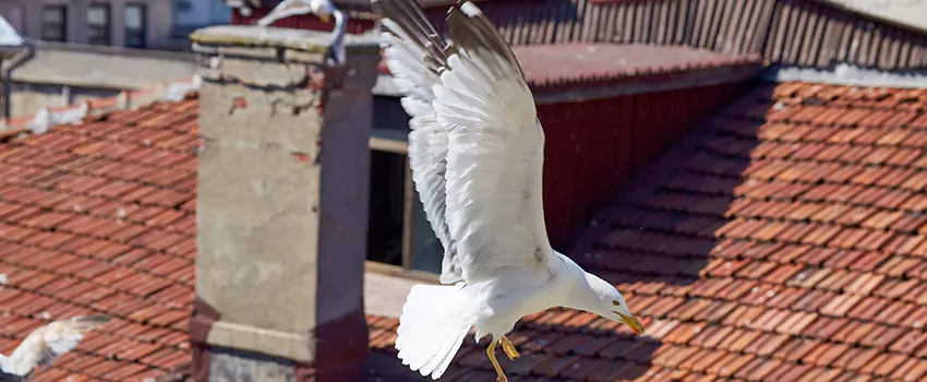 Residential Chimney Animal Removal Solution in Prairieville, LA