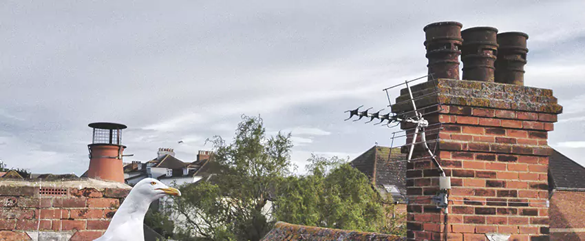Chimney Cleaning And Restoration in Prairieville, Louisiana